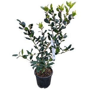 Arbust ornamental Ilex Aquifolium N.Stevens, H 40 cm