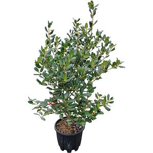 Arbust ornamental Ilex Aquifolium N.Stevens, H 50 cm