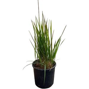 Iarba japoneza rosie (Imperata Cylindrica Red Baron), H 60 cm