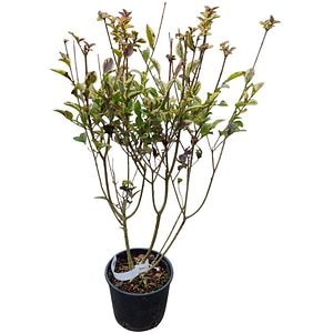 Arbust ornamental Ligustrum Ovalifolium Aureum, H 70 cm