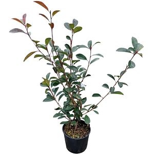 Arbust ornamental Photinia Fraseri Red Robin, H 100 cm