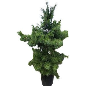 Conifer Pinus Nigra Austriaca, H 150 cm