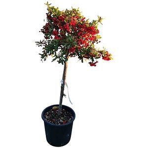 Copac ornamental Pyracantha, H 80 cm