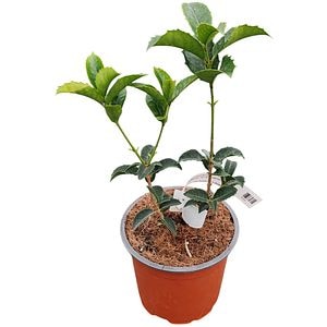 Arbust Ornamental Osmanthus Aquifolium, D 13 cm, H 10 cm