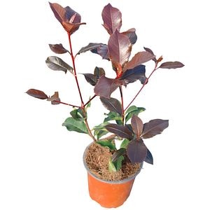 Photinia Vulcano, D 13 cm, H 15 cm