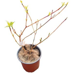 Arbust Ornamental Cornus Anny's Winter Orange, D 13 cm, H 25 cm