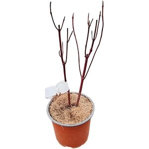 Arbust Ornamental Cornus Alba Nightfall, D 13 cm, H 25 cm
