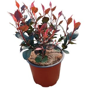 Photinia Little Fenna, D 13 cm, H 10 cm