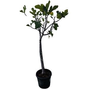 Ficus carica (Smochin), D26 cm, H120 cm