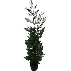 Cupressocyparis Leylandii Pon Pon, D18 cm, H130 cm