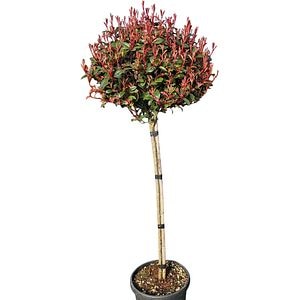 Photinia Fraseri Compacta (Photinia fraseri), D30 cm, H 150 cm