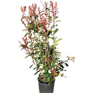 Photinia Fraseri Red Robin (Photinia fraseri), D24 cm, H 110 cm