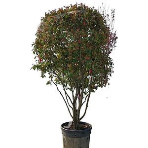 Photinia Fraseri Red Robin Fungo (Photinia fraseri), D90 cm, H 260 cm