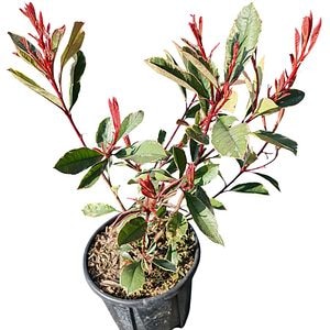 Photinia Fraseri Variegata (Photinia fraseri), D18 cm, H 80 cm