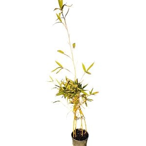 Phyllostachis Aurea (Phyllostachys aurea), D18 cm, H 80 cm