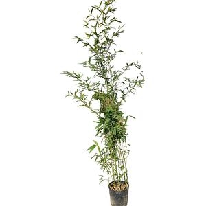 Phyllostachis Aurea (Phyllostachys aurea), D24 cm, H 150 cm