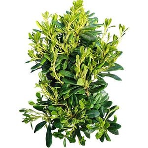 Pittosporum Tobira Pitic (Pittosporum tobira), D18 cm, H 25 cm