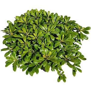 Pittosporum Tobira Pitic (Pittosporum tobira), D22 cm, H 40 cm