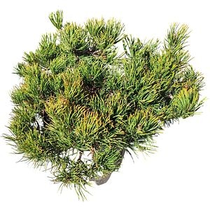 Pinus Mugo Mughus (Pinus mugo), D22 cm, H 35 cm