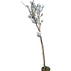 Susin (Prunus domestica), D24 cm, H 125 cm