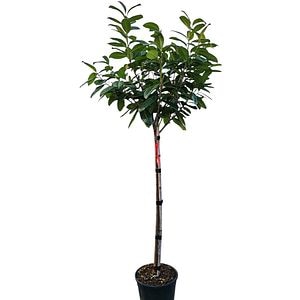 Prun (Prunus laurocerasus), D30 cm, H 165 cm