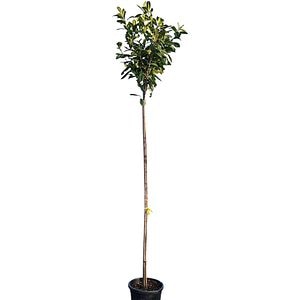 Prun (Prunus laurocerasus), D40 cm, H 230 cm