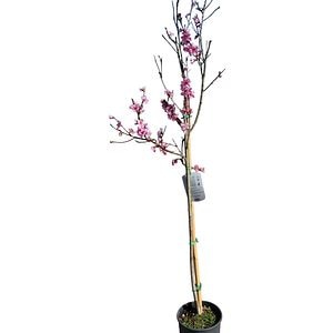 Piersic (Prunus persica), D24 cm, H 125 cm