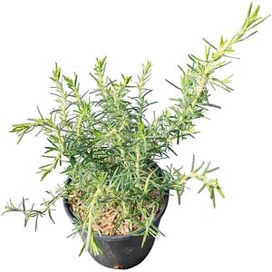 Rozmarin (Rosmarinus officinalis Repens), D15 cm, H 25 cm