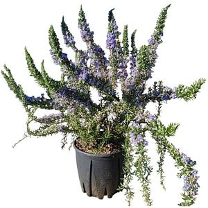 Rozmarin (Rosmarinus officinalis Repens), D24 cm, H 60 cm