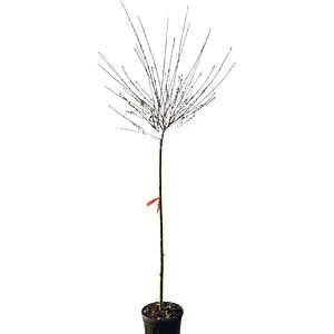 Salcie (Salix), D30 cm, H 120 cm