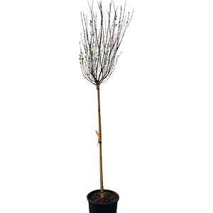 Salcie (Salix), D30 cm, H 180 cm