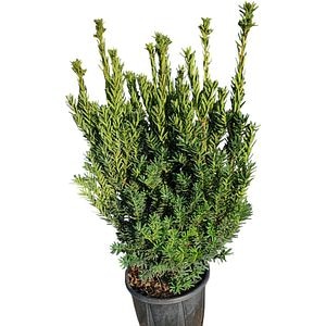 Taxus Media (Taxus media), D18 cm, H 35 cm