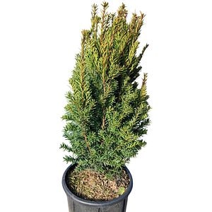 Taxus Media (Taxus media), D24 cm, H 65 cm