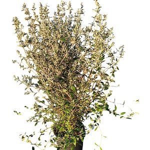 Teucrium Fruticans (Teucrium fruticans), D24 cm, H 100 cm