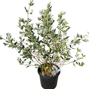 Teucrium Fruticans (Teucrium fruticans), D18 cm, H 70 cm