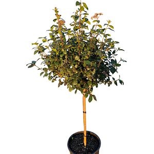 Viburnum Tinus Eve Price (Viburnum tinus), D30 cm, H 160 cm