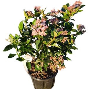 Viburnum Tinus Eve Price (Viburnum tinus), D18 cm, H 40 cm
