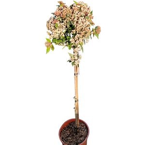Viburnum Tinus Eve Price (Viburnum tinus), D24 cm, H 110 cm