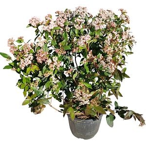 Viburnum Tinus Eve Price (Viburnum tinus), D24 cm, H 60 cm