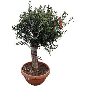 Maslin Olea Europaea Young, D 40 cm, H 100 cm