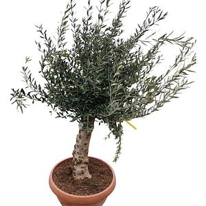 Maslin Olea Europaea Tosca, D 40 cm, H 100 cm