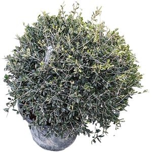 Maslin Olea Europaea Arbequino, D 40 cm, H 60 cm