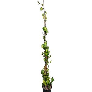 Planta Cataratoare Mix Iedera, D 18 cm, H 100 cm
