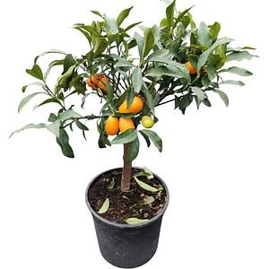Mix Citrice, D 20 cm, H 50 cm