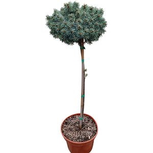 Conifer Ornamental Picea Pungens Brynek, H 100 cm