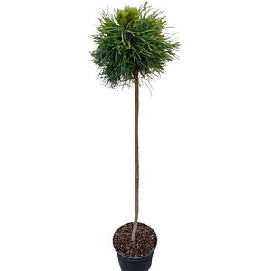 Conifer Ornamental Mugo Varella, H 100 cm