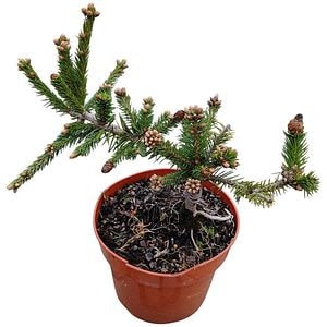 Conifer Ornamental Picea Abies Push, H 30 cm
