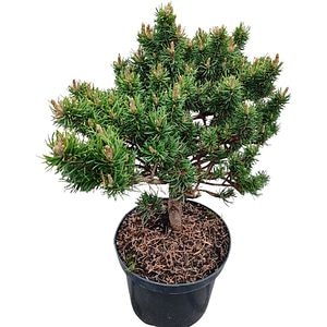 Conifer Pinus Banksiana Banska Stiavnica, D 18 cm, H 25 cm