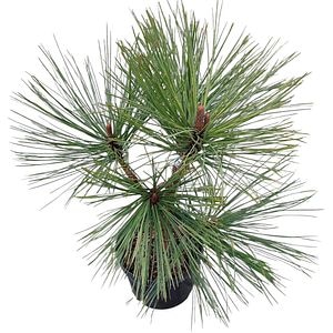 Conifer Ornamental Pinus Jeffreyi Joppi, H 60 cm