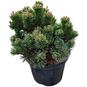Conifer Ornamental Pinus Mugo Sherwood Compact, H 20 cm